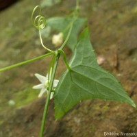 Zehneria thwaitesii (Schweinf.) C.Jeffrey